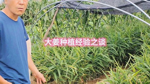 革新农业种植，大姜新种植技术助力产业升级——揭秘现代农业高效种植之道