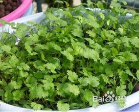 香菜种植攻略：从播种到收获，带你领略绿色香韵的秘密