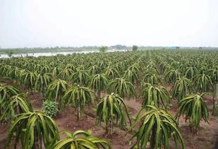 《揭秘100亩火龙果种植奥秘：高效益之路，你准备好了吗？》