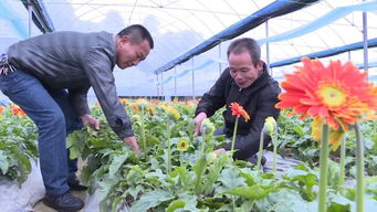 揭秘鲜切花种植技术：如何打造自然之美？