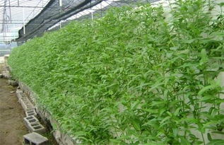《冬季种植空心菜：揭秘高效种植技术，让绿叶蔬菜四季常青》