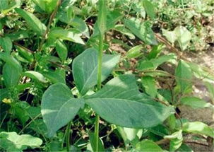 《半夏种植新篇章：2021年技术革新与实用指南解析》