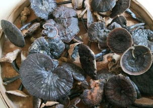 揭秘灵芝种植技术：如何让“神草”焕发新生？