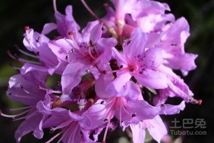 马樱花种植技术揭秘：如何培育出绚烂的花海？