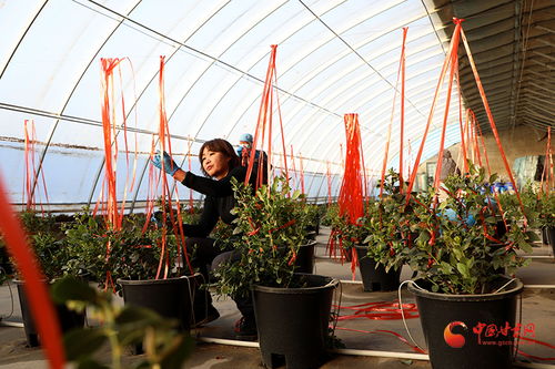 《农业新锐：揭秘种植技术员的职业魅力与技能提升之道》