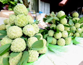 台湾番荔枝种植技术揭秘：如何打造优质果品？