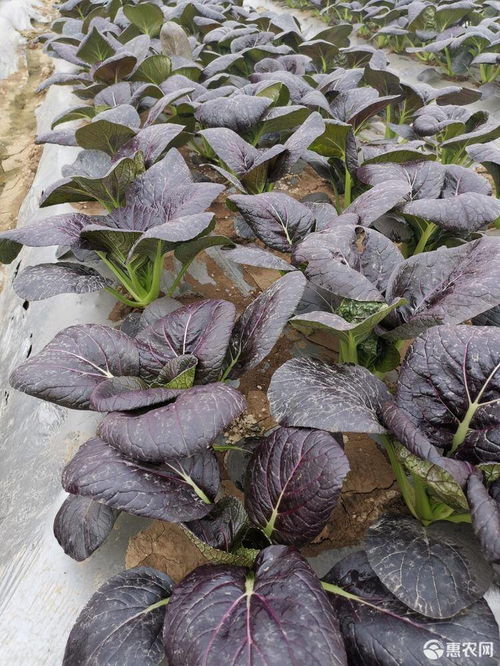 揭秘露地小白菜种植秘籍：如何打造高产高效田？