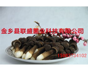 农广天地黑皮鸡枞菌种植技术揭秘：如何实现菌菇产业的“绿色跃升”