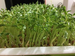 芽苗菜种植技术解析：绿色农业的“新生力量”