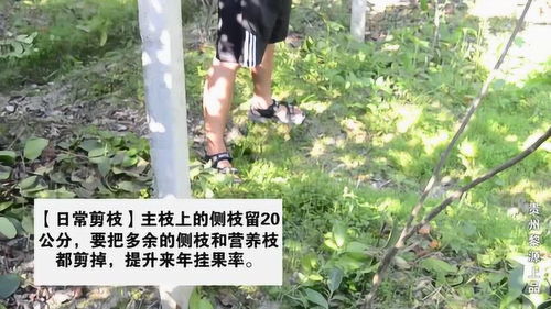 揭秘布福娜种植新篇章：技术与管理的黄金法则