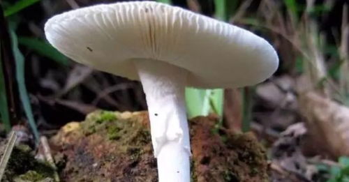 《白蘑菇种植：揭秘高效益的秘密武器——技术图解与实用指南》