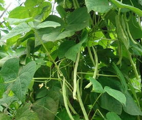 四季豆种植管理攻略：揭秘高效种植之道