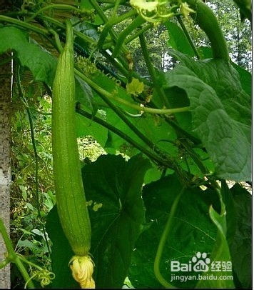 揭秘丝瓜种植秘籍：高效技术助力丰产丰收