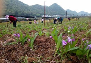 白芨种植技术解析：如何提高药材产量与品质？