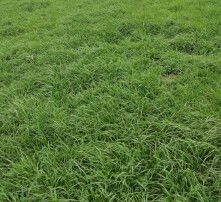 草坪种植技术首选：揭秘高效草坪养护之道