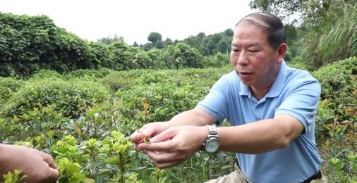 油茶种植技术在线观看，解锁高效益茶油的秘密