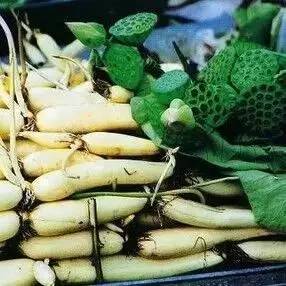 《山东浅水藕种植新篇章：揭秘高效栽培技术》