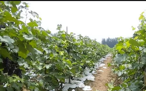 极早甜66葡萄种植攻略：揭秘高产量与高品质的秘密