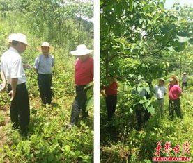 揭秘油桐树种植奥秘：如何提高产量与品质？