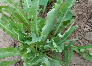 揭秘大青叶种植技术：绿色黄金的种植奥秘