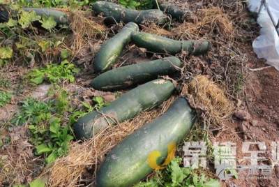 小冬瓜种植新篇章：揭秘高效种植技术视频，助力农友丰收