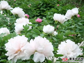 牡丹种植秘籍：如何让国色天香绽放您的庭院？