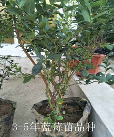 蓝莓盆景种植攻略：如何在有限空间内收获甜蜜果实？