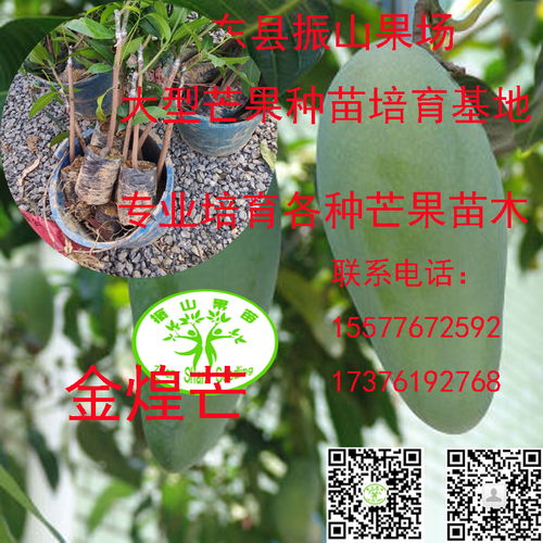 《金煌芒果种植技术解析：揭秘如何培育高品质果实》