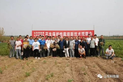 花生亩产千斤，揭秘现代农业种植新突破