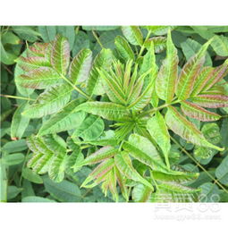 香椿种植技术加盟：绿色财富之路，您准备好了吗？