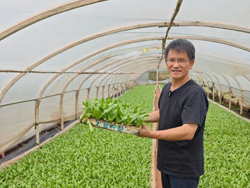 夏季大棚生菜种植，如何实现高产高效？