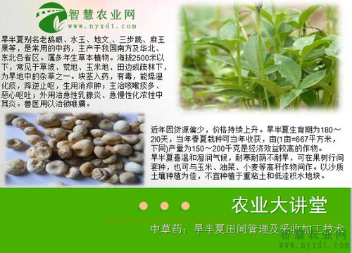 药材种植技术革新：揭秘绿色农业的未来