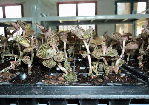 金线莲种植新篇章：揭秘高效栽培技术与未来市场前景
