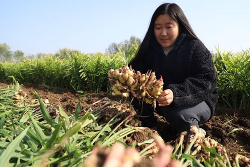 姜种植技术揭秘：如何培育出优质姜块？