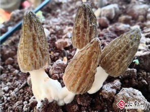 揭秘野生羊肚菌种植奥秘：如何在家门口享受大自然的馈赠？