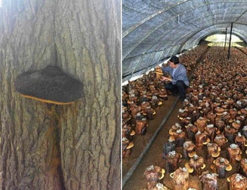 桑黄种植全程技术揭秘：如何从菌种培育到成品收获