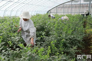 蓝莓产业新篇章：揭秘种植技术与销路拓展之道