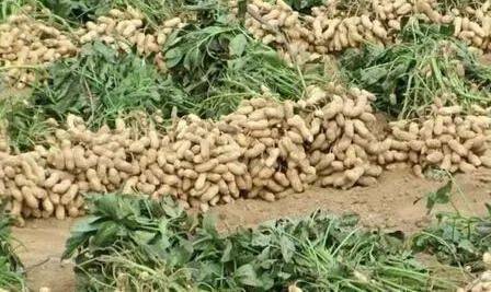 《山东桑黄菌种植技术揭秘：如何实现经济效益与生态保护的双赢？》