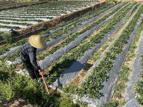 金樱子种植新篇章：揭秘高效栽培技术，让“黄金果”焕发新活力