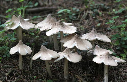 鸡枞种植技术揭秘：如何培育出高品质的“菌中之王”