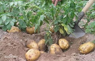 土豆种植攻略：揭秘高效土豆种植技术视频教程