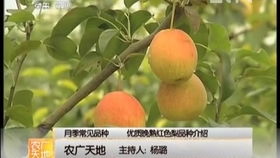 《河南新乡香菇种植技术揭秘：如何打造高品质香菇品牌？》