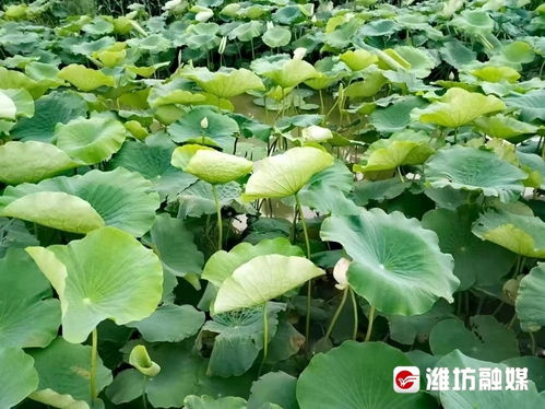 初春莲藕种植揭秘：专家带你开启高效丰收之旅