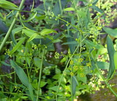 柴胡种植技术全攻略：如何提高柴胡产量与品质？