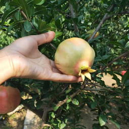 嫁接软籽石榴：技术革新助力产业升级，如何种植出高品质果实？