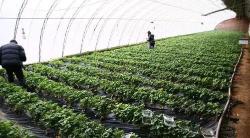大草莓种植技术揭秘：如何种出高品质、高产量的果实？