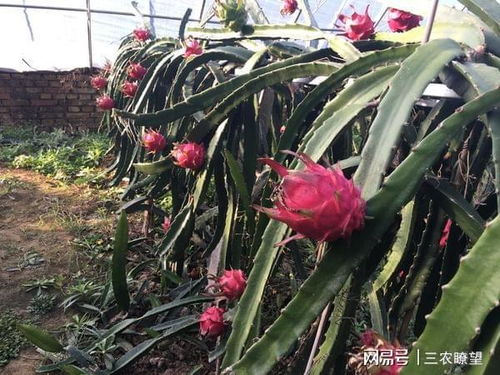《火龙果种植：致富小项目的黄金机遇》