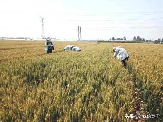 《小麦机械化种植技术：未来农业的“绿色引擎”如何驱动产量革命？》