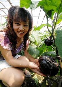 揭秘早春茄子种植高产秘诀：如何实现亩产千斤？