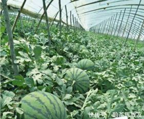 《西瓜种植技术揭秘：视频教程助力高效丰收季》